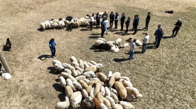 Vali Balcı: "Çiftçilerimize 240 bin koyun verdik"