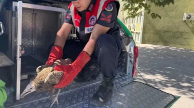 Elazığ'da akbaba yavrusu koruma altına alındı