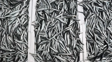 Hamside uygulanan kota verimi artırdı