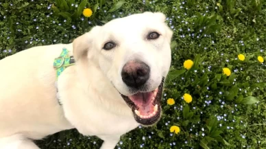 İtalya’da turist köpeklere günlük vergi uygulanacak