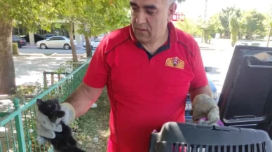 Erzincan’da otomobil motoruna sıkışan kedi yavrusu itfaiye tarafından kurtarıldı