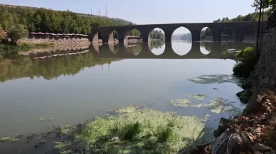 Dicle Nehri'nde balık ölümleri