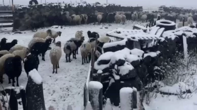 Artvin yaylaları şaşırttı: Yaz daha bitmeden kış selam verdi!