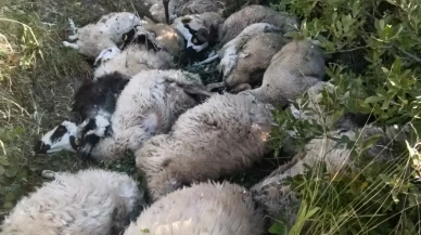 Tunceli'de koyun izdihamı: 29 hayvan telef oldu