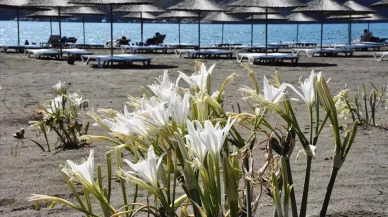 Kum zambaklarını koparmanın cezası dudak uçuklatıyor