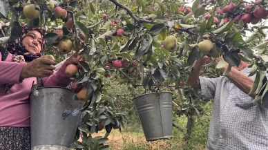Yalova'da Dereköy elması üreticisinin yüzünü güldürdü
