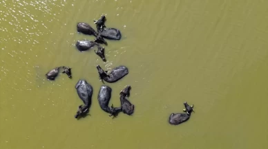 Kızılırmak Deltası Kuş Cenneti: Mandaların yurdu