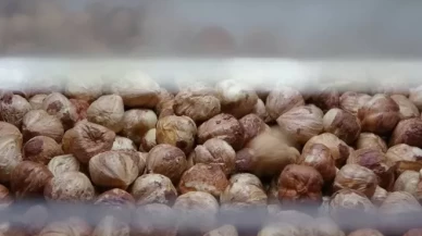 Karadeniz'de fındık hasadı tamamlandı!