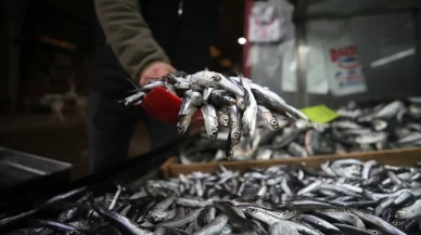 Denizden gelen bereket: Hamsi sezonu yüzleri güldürdü