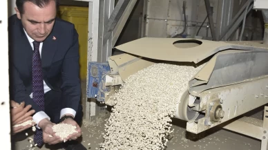 Bitlis'te kuru fasulye hasadında rekor: 37 bin ton üretim