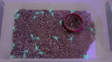 Tesis kurdu, 4 ayda 4 bin yavru üretti