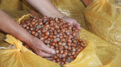 Fındık üreticileri mahsullerini evde depoluyor