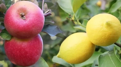 Elma ve limonun ihracı kayda bağlandı