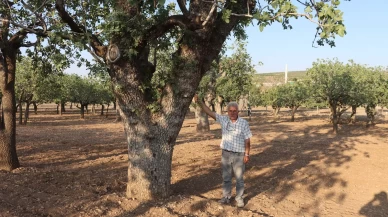 Kuraklığın vurduğu yüzlerce yıllık anıt fıstık ağaçları kuruma tehlikesi yaşıyor