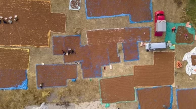 Giresun'un fındıkları Şebinkarahisar'da kurutuluyor