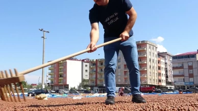 1 ton fındığa kamyonet! İlginç takas Türkiye’de gerçekleşti