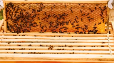 Karadeniz'de bal savaşı!