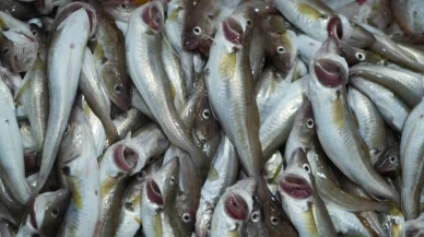 İlk gün hasadı balıkçıları kesmedi: Gözler hamside...