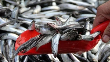 Sinop’ta hamsi bereketi: Tezgahlar doldu, fiyatlar yüz güldürdü