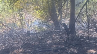 Zonguldak’ta ormanlık alanda çıkan yangın kısa sürede söndürüldü