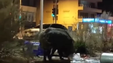 İzmir'de toplanmayan çöp yığınlarına domuzlar dadandı