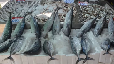 Sinop’ta torik bolluğu: Tanesi 800 TL