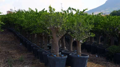 Verimsiz ağaçlar dekorasyona dönüştürülüyor