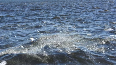 İzmir'de balık ölümleri yeniden başladı