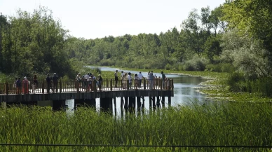 Acarlar Longozu yaz sezonunda ziyaretçi akınına uğradı