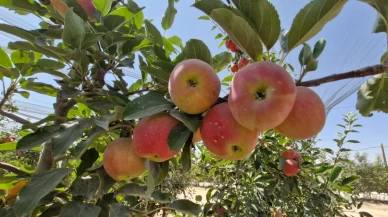 Zirai donun vurduğu Karaman'da elma hasadı buruk başladı
