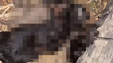 Üç yavru köpek boğulmuş halde bulundu