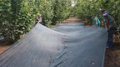 Fındık hasadında file ile yevmiye masrafı azaldı