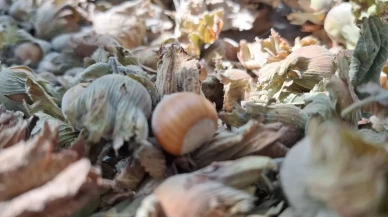 8 ayda 14 bin 810 ton ihraç edildi