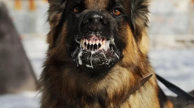 Kars'ta tilkiyle boğuşan köpek telef olunca belde kuduz karantinasına alındı