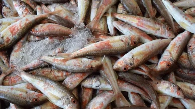 Rize’de balık bereketi: Tezgahlarda bolluk var