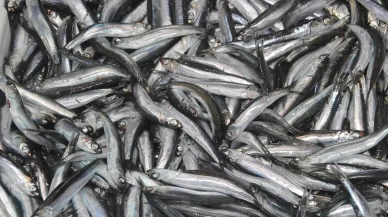 Tezgahların gözdesi 'hamsi'