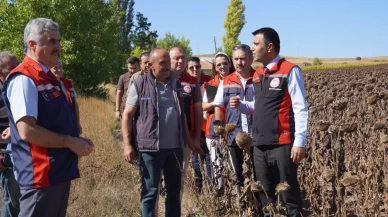Tokat’ta 39 bin dekar alanda 19 tona yakın ayçiçeği tohumu ekildi