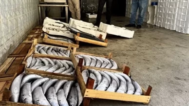 Palamut fiyatı 3 katına çıktı