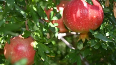 Denizli’de nar hasadı başladı