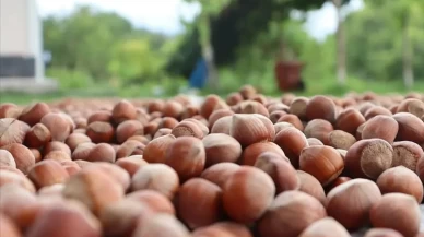 Türk fındığı 124 ülkede satış rekoru kırdı