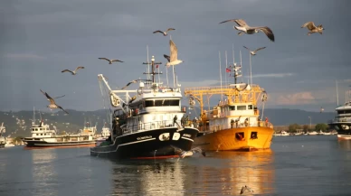 Karadeniz'de hamsi bolluğu balıkçıların yüzünü güldürdü
