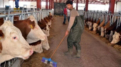 Hayvancılık destekleme miktarları artıyor