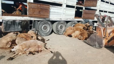 Konya'da tır devrildi: 147 küçükbaş hayvan telef oldu