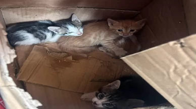 Takla atan aracın sürücüsü ile 4 yavru kediyi ekipler kurtardı