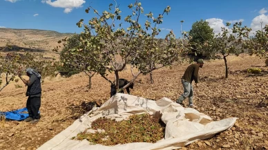 Siirt'te fıstık hasadında sona gelindi