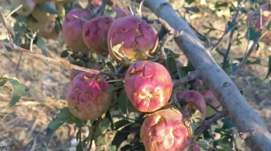 Isparta'da dolu yağışı üreticileri 100 milyon lira zarara uğrattı