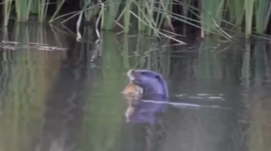 Kirmir Çayı'nda su samuru, balık avlarken görüntülendi