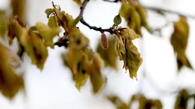 Zirai dondan etkilenen çiftçilere destek verilecek
