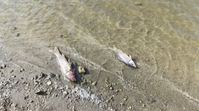 Bursa'daki Burcun Göleti'nde balık ölümleri