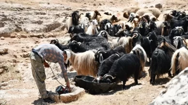 Hayvancılık desteklerinde artış